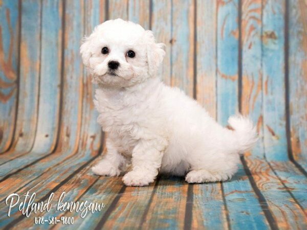 Bichon Frise Puppies for Sale: the Ultimate Powder-Puff Dog!