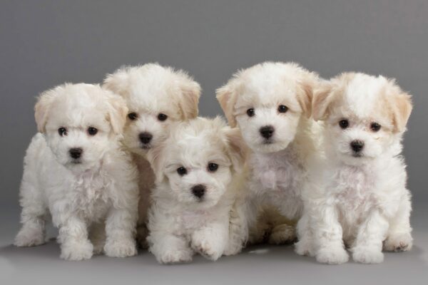 Beautiful Bichon Frise Puppies are Here!