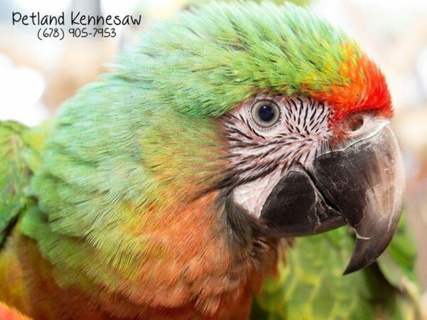 Birds are Pets Too… and We’ve Got ‘Em