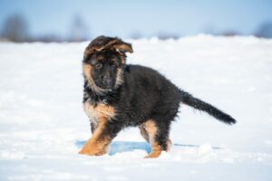 winter puppies