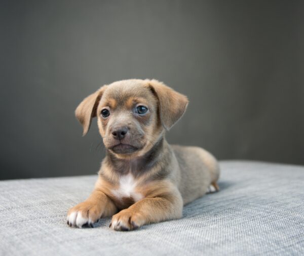 Chiweenies for Sale Are the Latest Craze in Designer Puppies