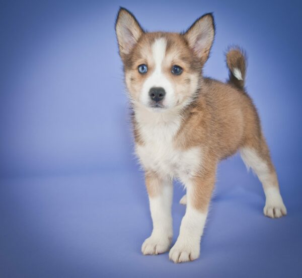 Petland Puppies: We’re Talking About the Cutest Mixed Breed Dogs