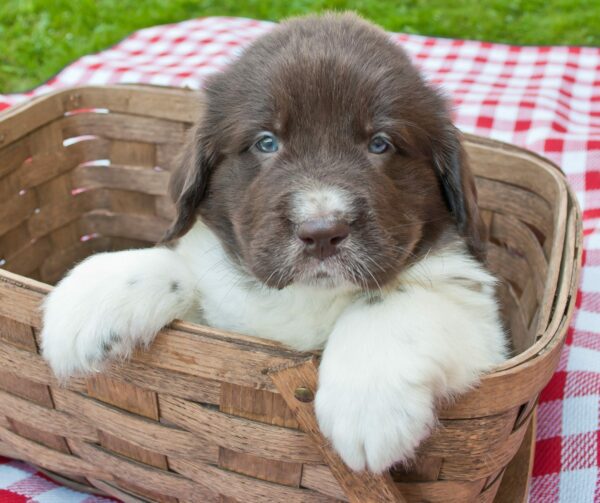 Petland Puppies: Cutest Big Dog Breeds