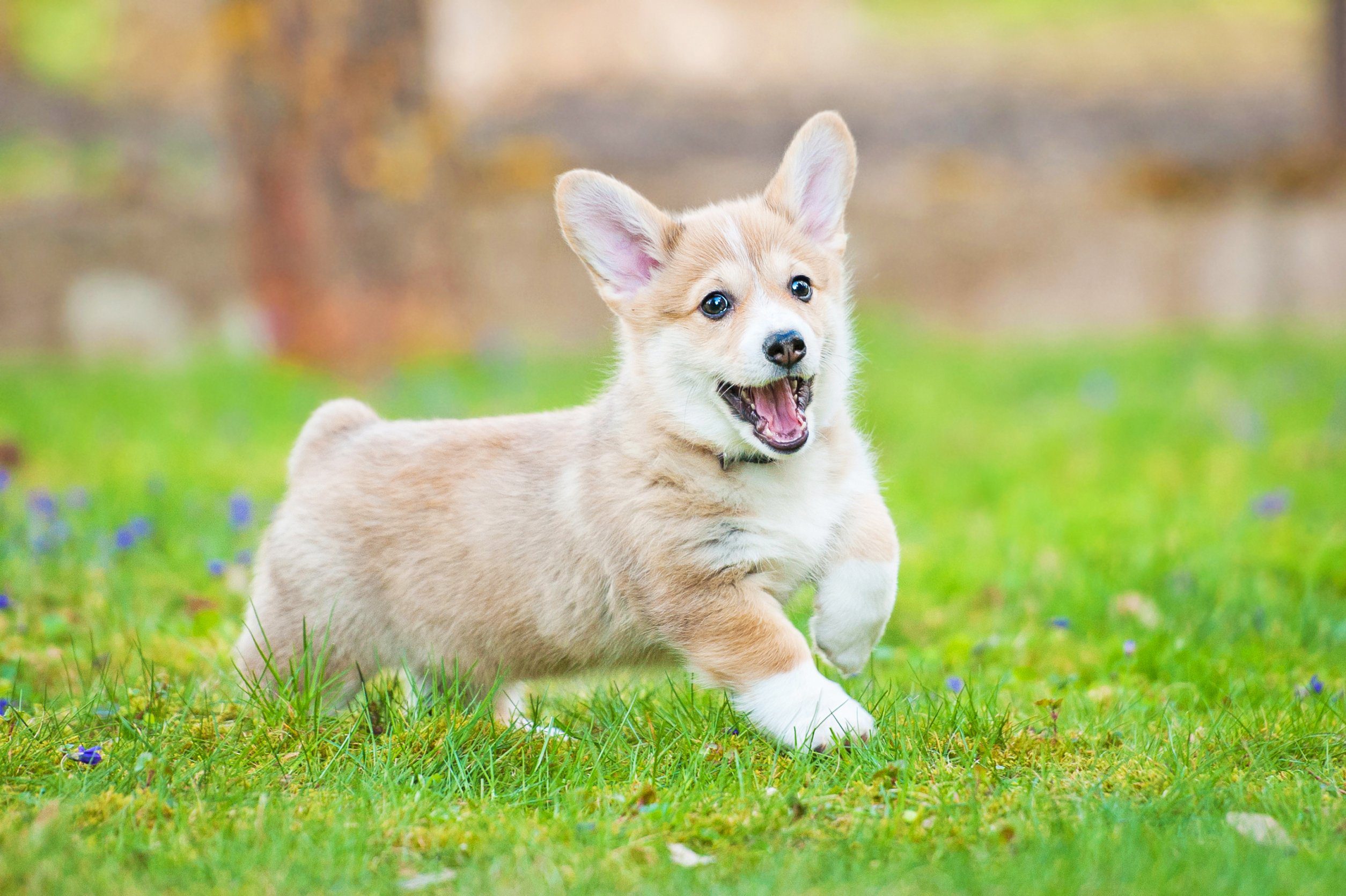 Welsh Corgi Puppies