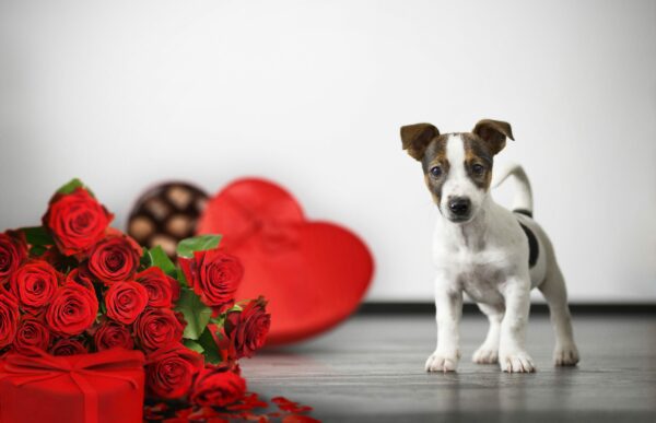Teacup Dog Breeds: The Perfect Valentine’s Gift for Her?