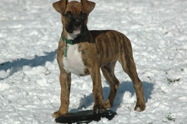 5 Factors That Affect Keep Your Dogs Warm