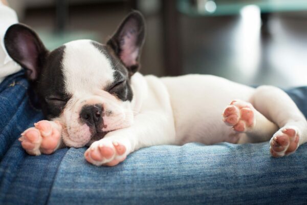 5 of The Cutest Dog Breeds