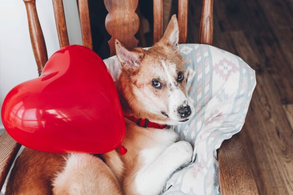 How to Not Feel Lonely This Valentine’s Day