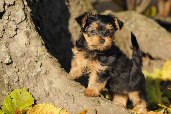 5 of The Cutest Dog Breeds: Part 2