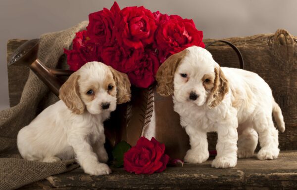 How To Help a Friend Who May be Lonely this Valentine’s Day