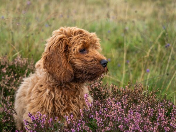 10 Random But Cool Dog Facts