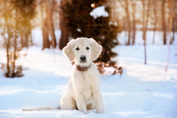 10 Suggestions to Keep Your Pup Happy in the Winter