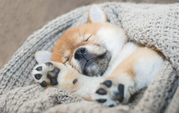 3 Suggestions to Help Cute Puppy Dogs Sleep During the Night