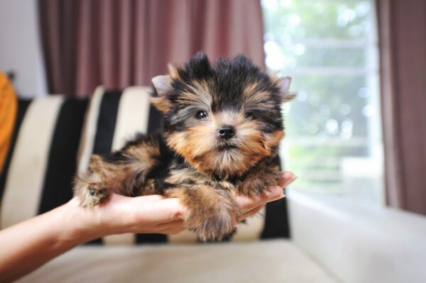 Are Puppy Teacup Breeds Worth the Hype?