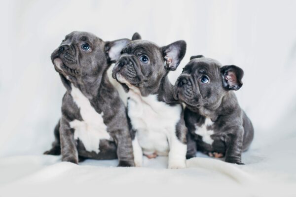 5 Things You Don’t Know About Frenchie Puppies