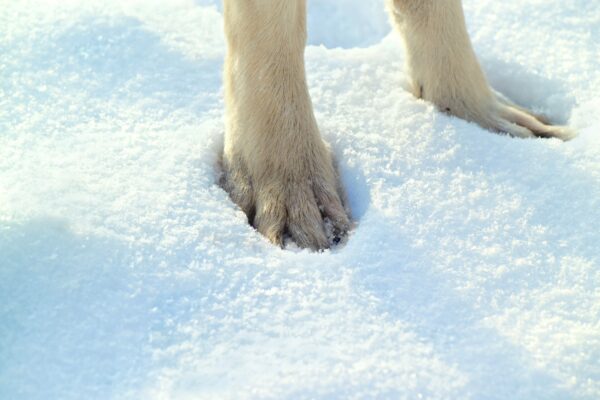 How to Properly Take Care of Dog Paws in the Cold Weather