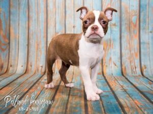 boston terrier for sale