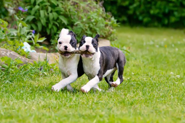 Beautiful Boston Terriers at Petland!