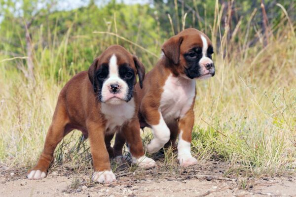You Can Bet on Boxer Puppies