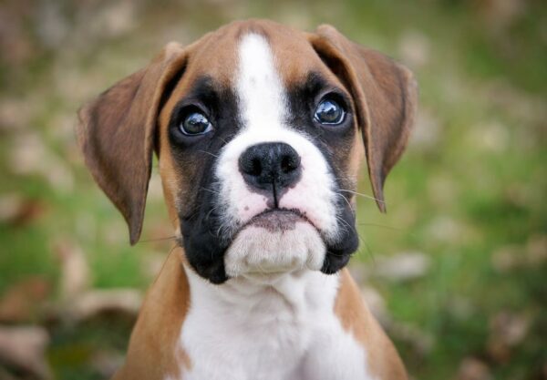 Boxer Puppies for Sale – This is the Breed Your Family Needs!