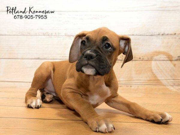 Boxer Puppies for Sale, Don’t Let This Sweet Breed Pass You By!