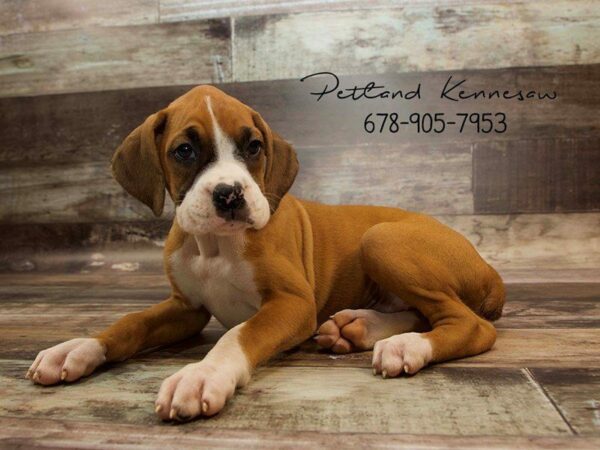 Beautiful Boxers Puppies for Sale