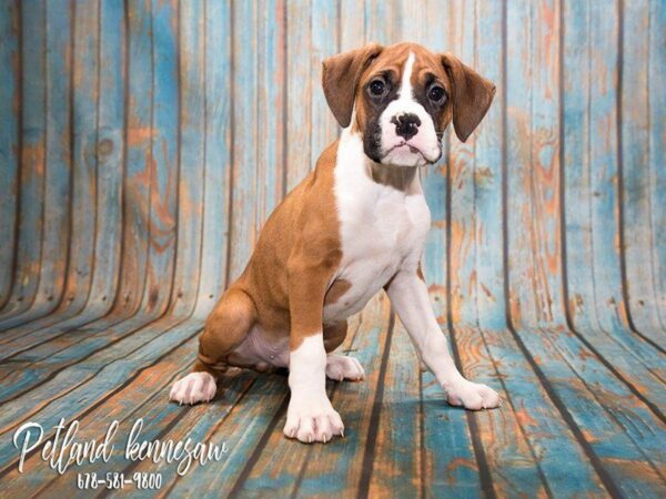 Beautiful Boxers for Sale, Just the Puppy You’ve Always Wanted!