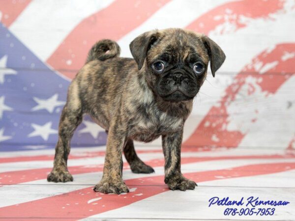 The Rare and Elusive Brindle Pug Puppies for Sale at Petland!