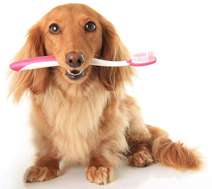 Cleaning My Dog’s Teeth, All You Need to Know!