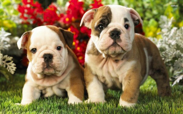 Bulldog for Sale: The Breed That Is Loving, Loyal and Probably Snores!