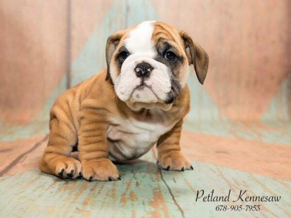 Petland Kennesaw Has All the Breeds of Bulldog Puppies for Sale!