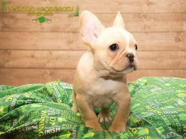 Bulldogs for Sale: What Makes This Snorty Breed the Perfect Pup!