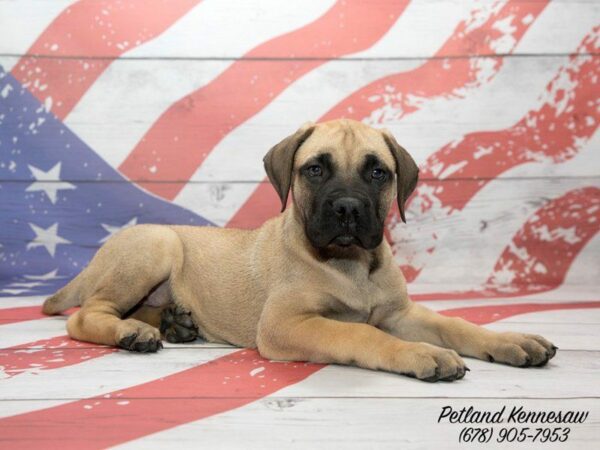 Before You Head to Petland for Bullmastiff Puppies, Read All About Them!