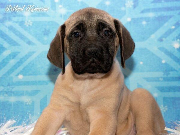 Bullmastiff Puppies for Sale: Spotlight on One of Our Gentle Giants!