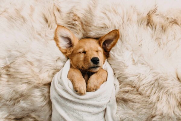 Petland Speaks: 3 Reasons to Buy a Dog at Petland