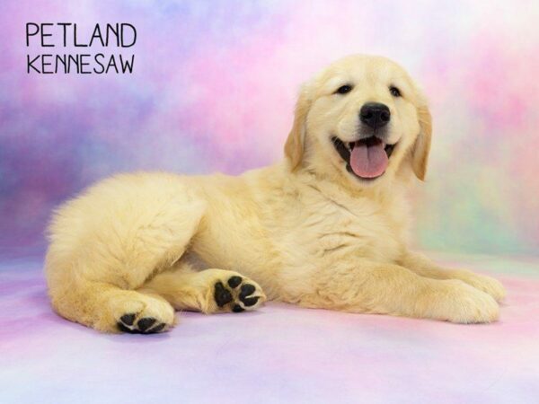 Looking to Buy a Dog? Here are 5 Smarty Pants Breeds You’ll Love!