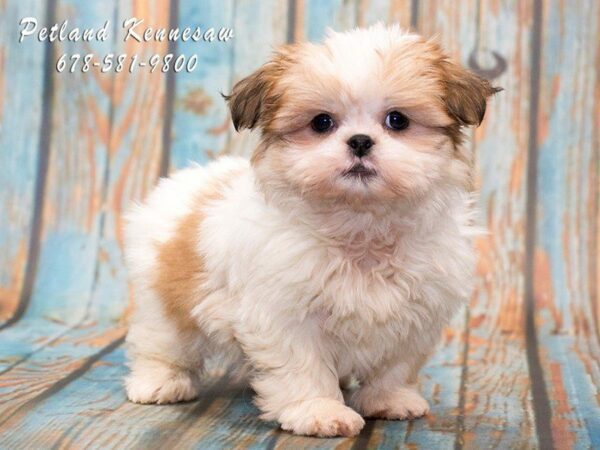 Buy Puppies at Petland – A Guide to Taking Home Our Puppies!