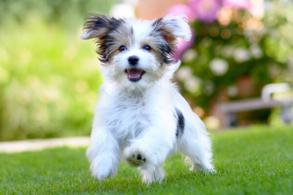 Think of Three Things Before You Buy Puppies