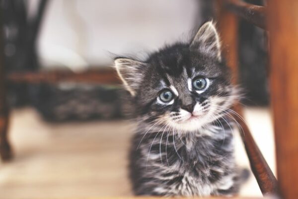 20 Insider Tips for Owning a Cat