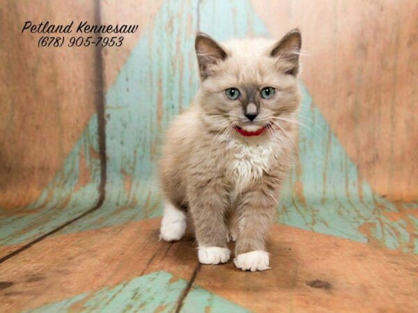 5 Tips to Know, Before You Buy a Cat