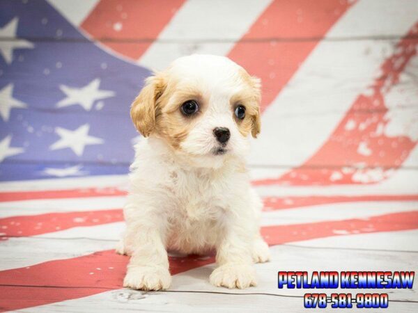 Our Cavachon Puppies for Sale Will Captivate You with Their Charm!