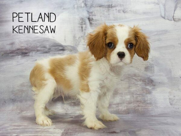 Why are Cavalier King Charles Spaniels Simply the Best?