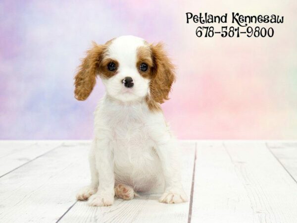 Cavalier Puppies for Sale: Fall in Love with these Sweet Faces!