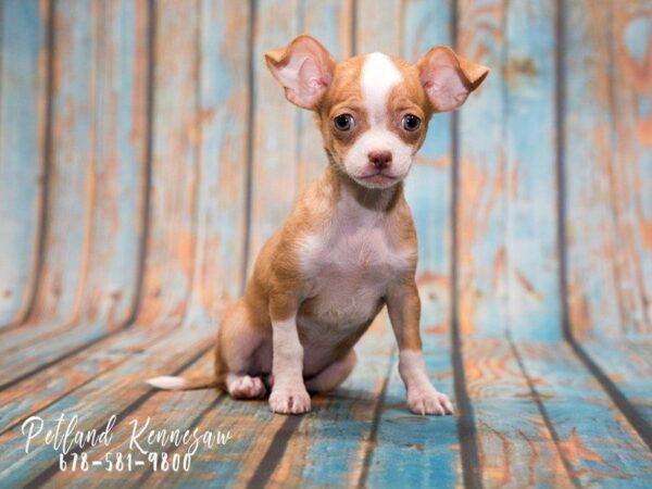 Pick Out Your Perfect Chihuahua Puppy at Petland Kennesaw!