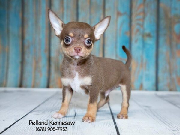 Chihuahua For Sale, Could This Pint-sized Breed Be Right For You?