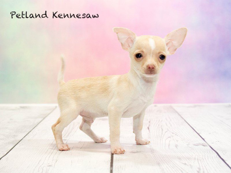 Chihuahuas for Sale: Our Saucy Puppies Want to Go Home with You!