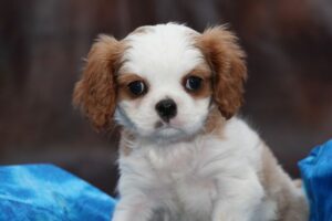 cavalier puppies for sale