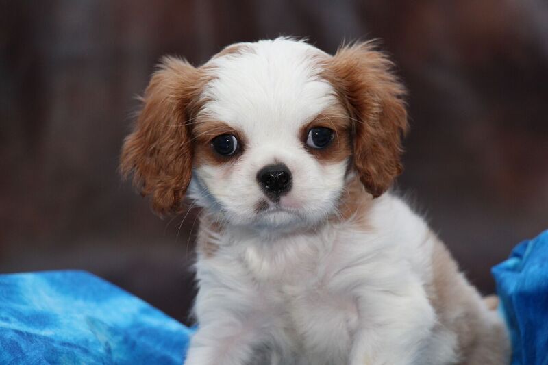 The Cavalier King Charles Spaniel – Noble Facts About this Regal Breed!