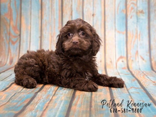 A Cockapoo Puppy for Sale is as Loving as it is Fluffy (And that’s a Lot)!