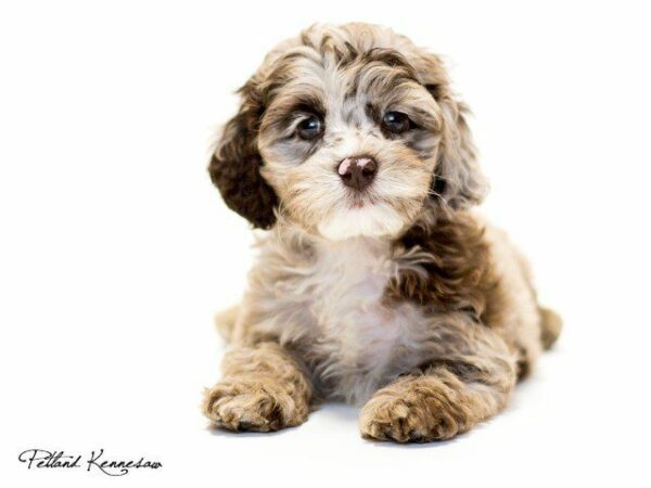 Cockapoo Puppies for Sale: This Little Ball of Fluff is Full of Love!